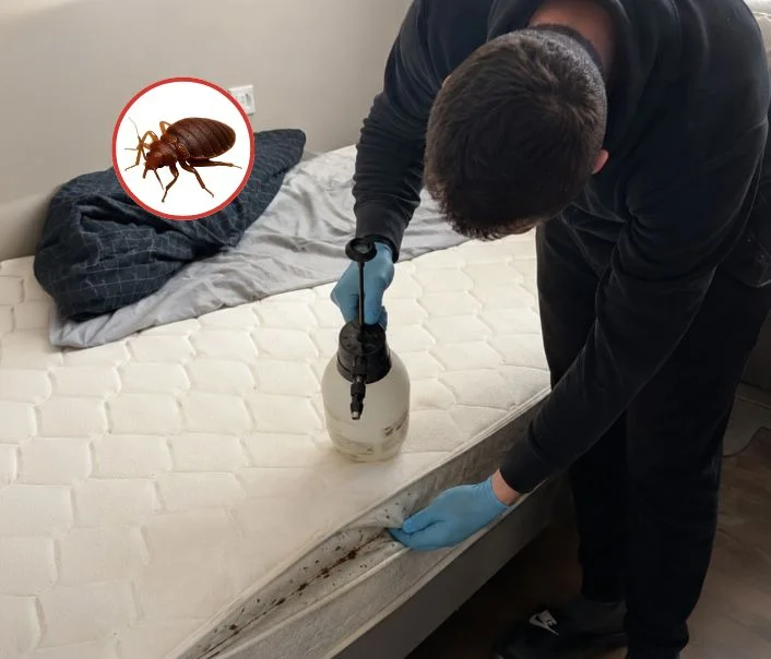 Technicien traitant un matelas contre les punaises de lit à Corbreuse